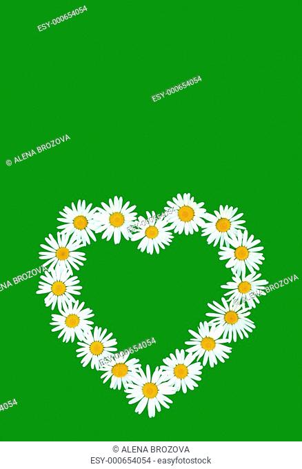 Daisy in love shape over green background