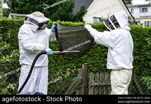 27 August 2021, Hamburg: A nest of the Asian hornet (Vespa Velutina Nigrithorax) is removed from a hedge by entomologists in the Farmsen-Berne district of...