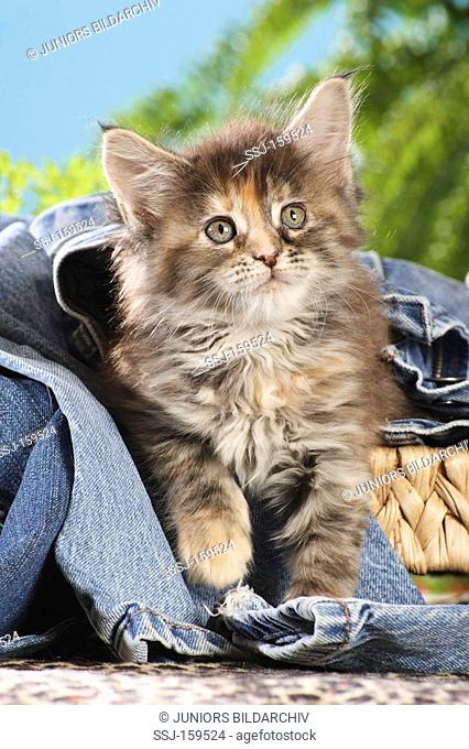 Maine Coon cat - kitten in a jeans