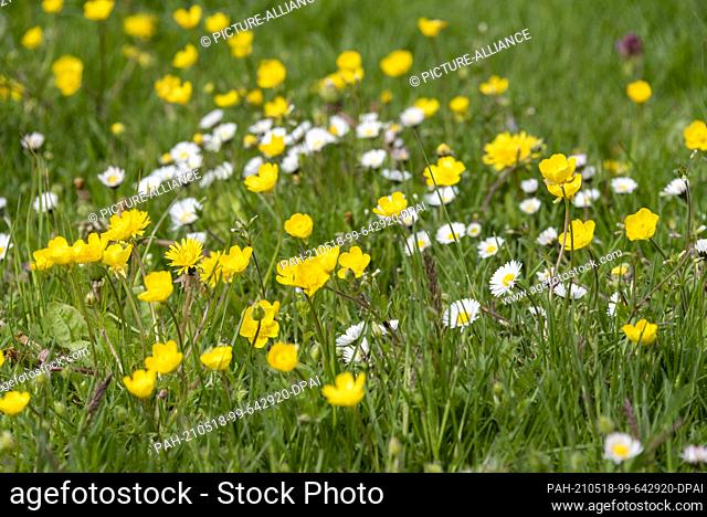 05 May 2021, Saxony-Anhalt, Magdeburg: Marsh marigolds and daisies bloom in a meadow. What not everyone knows is that daisies are edible