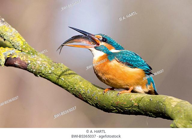 river kingfisher (Alcedo atthis), catching thrown prey, Germany, Bavaria, Isental