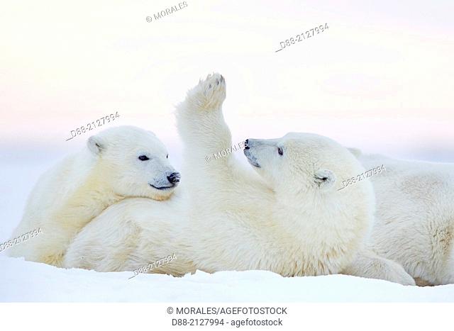 United States, Alaska, Arctic National Wildlife Refuge, Kaktovik, Polar Bear( Ursus maritimus ), female adult with 2 cubs from the year