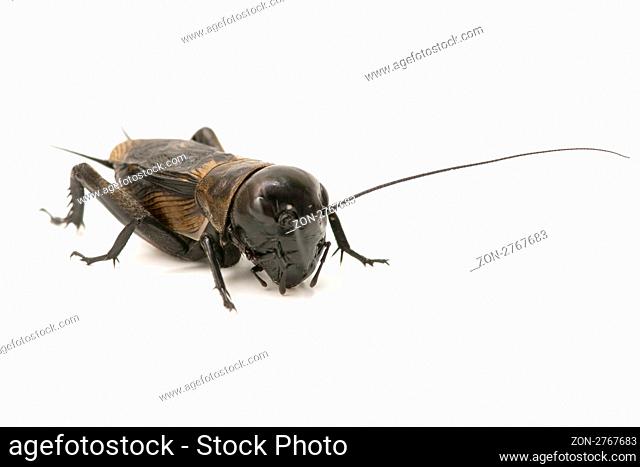 forefront of a cricket on white background