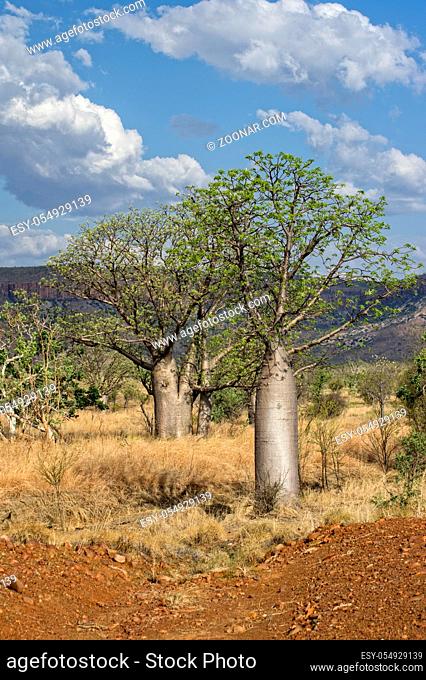Baobab at the Kimberley Region