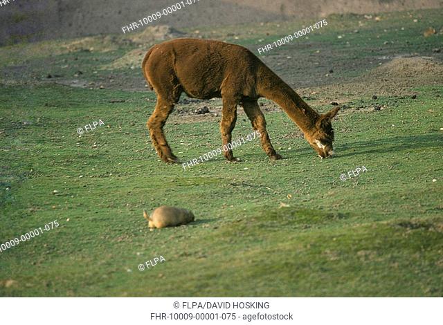 Alpaca Lama pacos grazing / standing