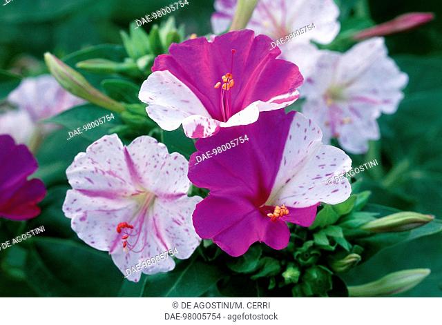 Four o'clock flower or Marvel of Peru (Mirabilis jalapa), Nyctaginaceae
