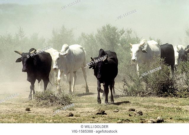 Masai cattle in Kenya and Tanzania destroy wide areas of the vegetation. - KENYA, 01/01/2009