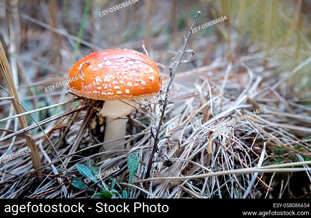 Among the dry autumn grass and fallen leaves grows poisonous mushroom fly agaric with a beautiful red hat