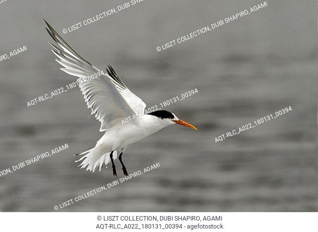 Elegant Tern, Thalasseus elegans