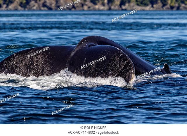Humpback whale diving in front of Hanson Island, off Vancouver Island, British Columbi, Canada