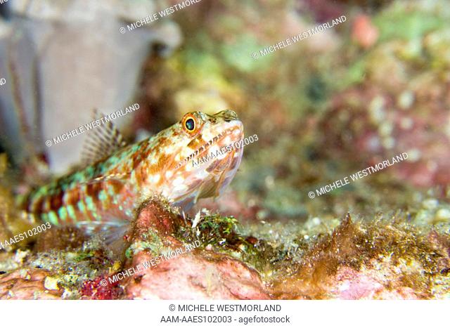Variegated Lizardfish (Synodus variegatus) Milne Bay Province, Papua New Guinea