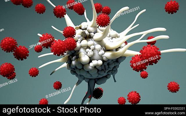 Dendritic cell and virus particles, illustration. Dendritic cells are a component of the body's immune system. The cell gets it name from the long membrane...