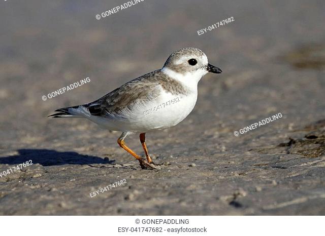 Piping Plover (Charadrius melodus) in non-breeding plumage foraging on a mud flat - Pinellas County, Florida