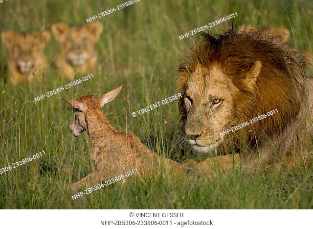 Lion (Panthera lio) and topi (Damaliscus korrigum), series of pictures, Masai Mara National Reserve, Kenya