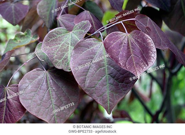 CERCIS 'FOREST PANSY' LEAVES