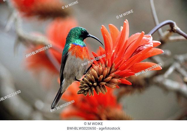 greater double-collared sunbird Nectarinia afra, male, feeding on a flower of the Red hot poker tree, South Africa, Blyde River Canyon Nature Reserve