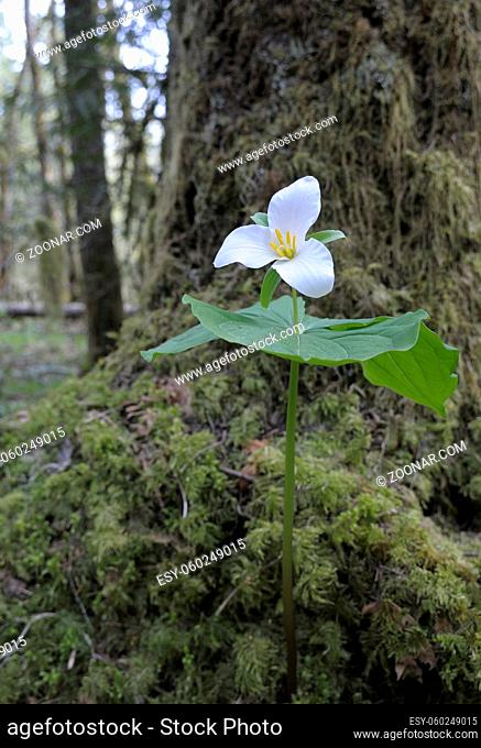 Western Trillium Trillium ovatum, Cowichan Valley, Vancouver Island, British Columbia, Canada