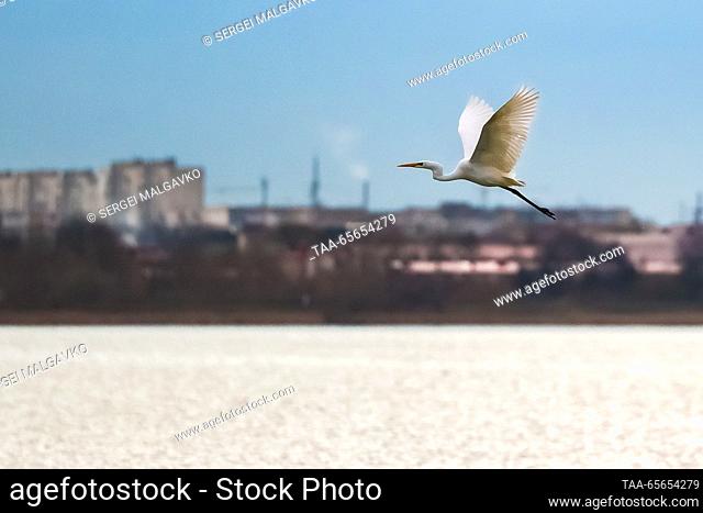 RUSSIA, REPUBLIC OF CRIMEA - DECEMBER 11, 2023: A great white egret flies over Lake Sasyk-Syvash. Sergei Malgavko/TASS