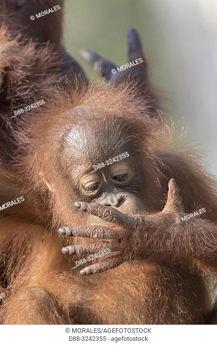Asia, Indonesia, Borneo, Tanjung Puting National Park, Bornean orangutan (Pongo pygmaeus pygmaeus), Baby