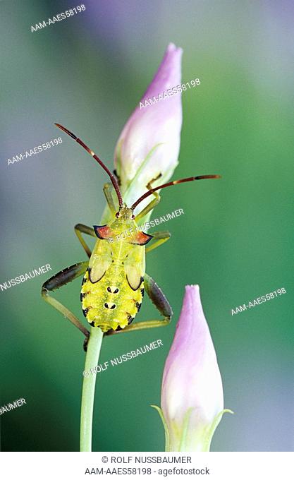Stink Bug (Pentatomidae sp) young on Bluebells (Eustoma grandiflorum) Willacy County, Rio Grande Valley, Texas, USA, May 2004