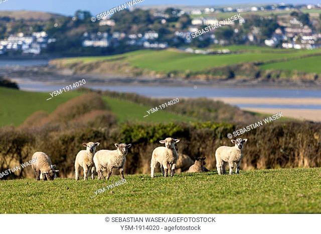 Young Lamb On Grass with port of Rock in the background, Cornwall, England, UK, Europe