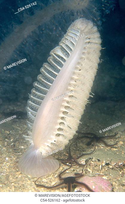 Sea Pen (Pteroides spinosum). Galicia, Spain