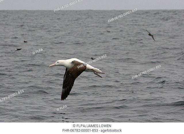 Northern Royal Albatross Diomedea sanfordi sub-adult, in flight over sea, off Quintero, Chile, november