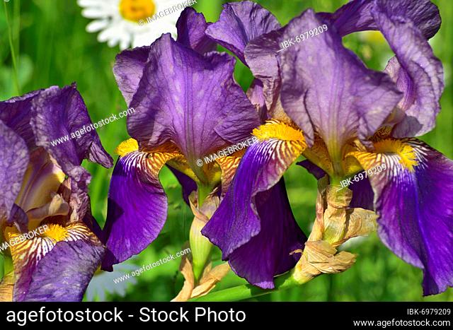 Blue-violet flowers of an iris (Iris barbata cultivated form), Raubling, Bavaria, Germany, Europe