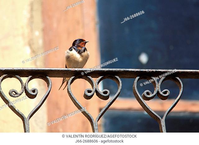 Barn swallow (Hirundo rustica) on balcony railing in Jerte valley. Cáceres