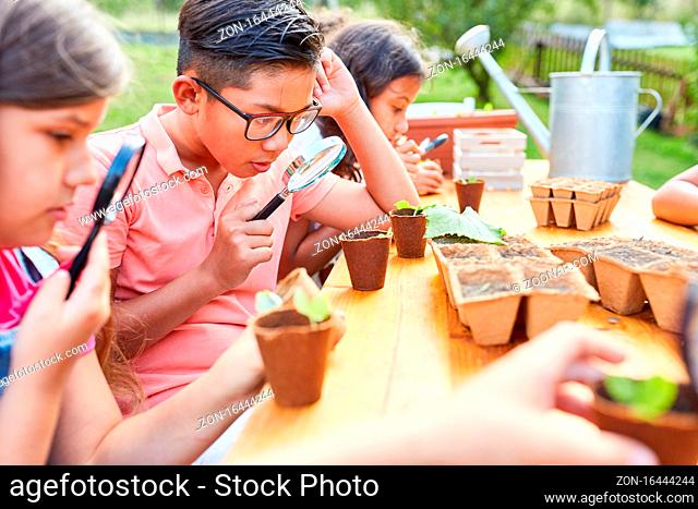 Kinder schauen durch Lupen auf Pflanzen im Biologie Ferienkurs der Sommerschule