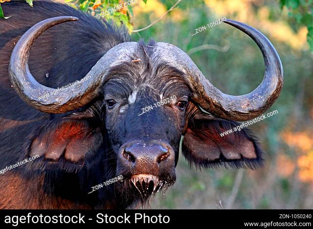 Kaffernbüffel im Chobe Nationalpark Botswana