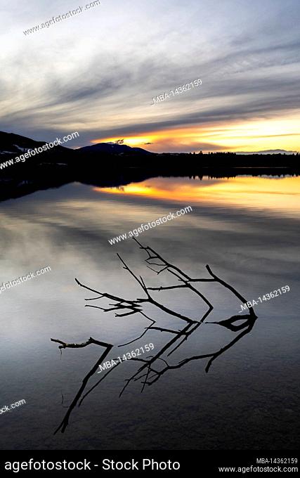 A large branch on the shore of Staffelsee during sunset with reflection, in the background the Alps