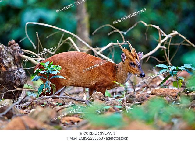 India, Tamil Nadu state, Anaimalai Mountain Range (Nilgiri hills), Indian muntjac (Muntiacus muntjak), or Red muntjac, [Common muntjac or Barking deer