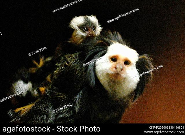 Three Geoffroy's Marmoset infants were born on February 29, 2020, in Brno zoo, Czech Republic, on the photo from March 13, 2020, one of them with their mother