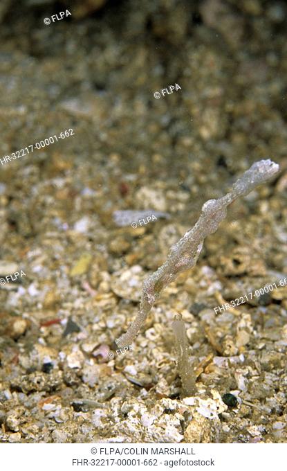 Velvet Ghost Pipefish Solenostomus sp Pulau Abadi, Lembeh Straits, Sulawesi, Indonesia