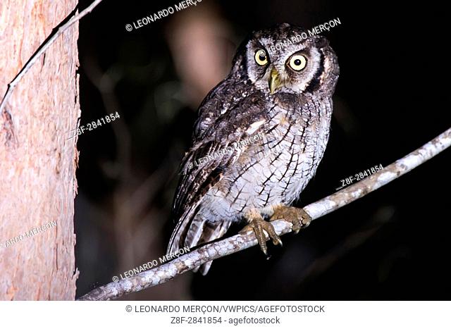 Tropical Screech-Owl (Megascops choliba) photographed overnight on the branch. In Sooretama, Espírito Santo, Brazil