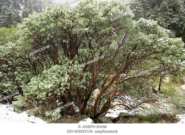 Madrone tree growing in the wild amidst a snow storm in the high-desert of Lockwood Valley, Las Padres National Forest, California