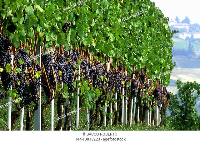 Uva nebbiolo, grapes, shoots, wine, Italy, Europe, Piedmont, Cuneo, Langhe, La Morra d'Alba, Vino barolo, tenuta Corde