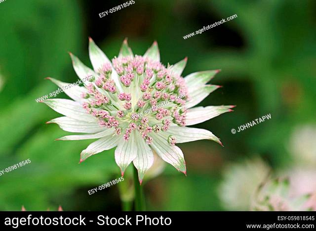 Pale pink and green masterwort, Astrantia major variety Buckland, flower in close up with a background of blurred leaves and flowers