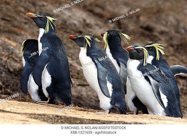 Adult rockhopper penguin Eudyptes chrysocome moseleyi on Nightingale Island in the Tristan da Cunha Island Group, South Atlantic Ocean  This sub-species of...