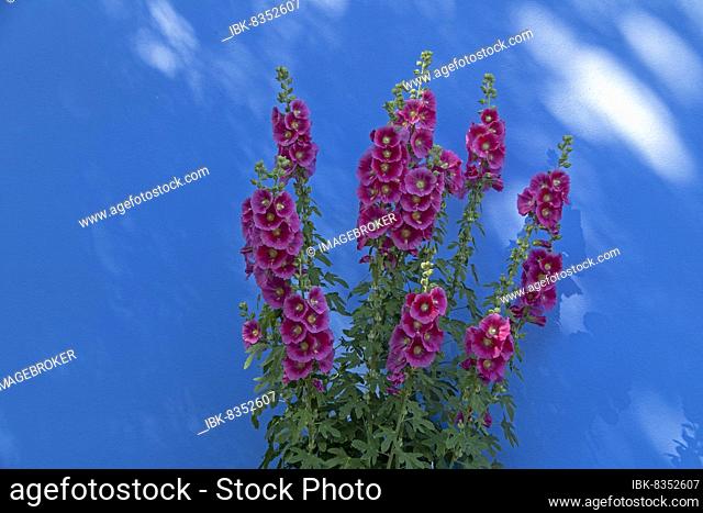 Common hollyhocks (Alcea rosea) in front of a house wall, Wustrow, Mecklenburg-Western Pomerania, Germany, Europe