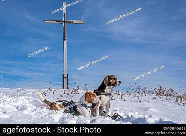 Beagle genießen die Aussicht auf dem Gipfel des Rechelkopfs im Winter