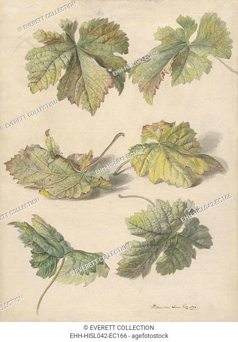 Studies of Vine Leaves, by Willem van Leen, 1796, Dutch painting, watercolor and pencil on paper. Realist watercolor of grape vine leaves by flower painter