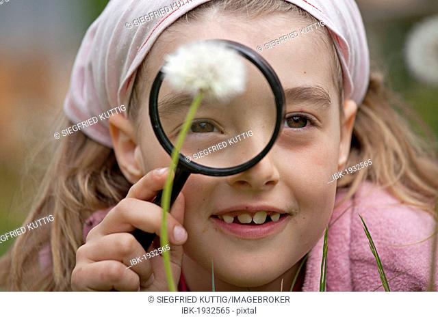 Little girl looking at a blowball through a magnifying glass