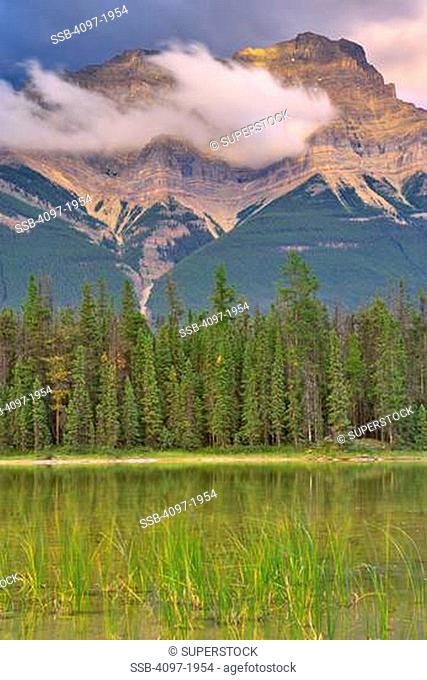 Trees at the lakeside with mountain in the background, Mt Kerkeslin, Jasper National Park, Alberta, Canada