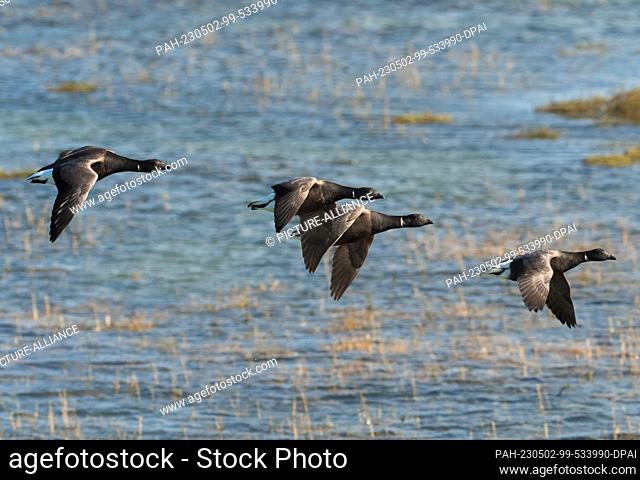 11 April 2023, Lower Saxony, Wangerooge: 11.04.2023, Wangerooge. Brant goose (Branta bernicla) fly over a salt marsh flooded by the North Sea at high tide on...