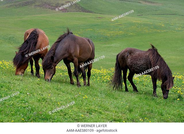 Icelandic Horses/ Ponies grazing, Iceland