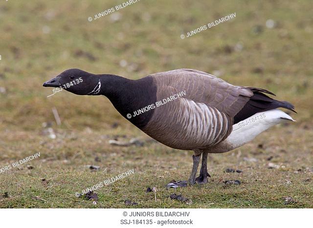 Brent Goose (Branta bernicla). Adult standing in a salt marsh. Germany
