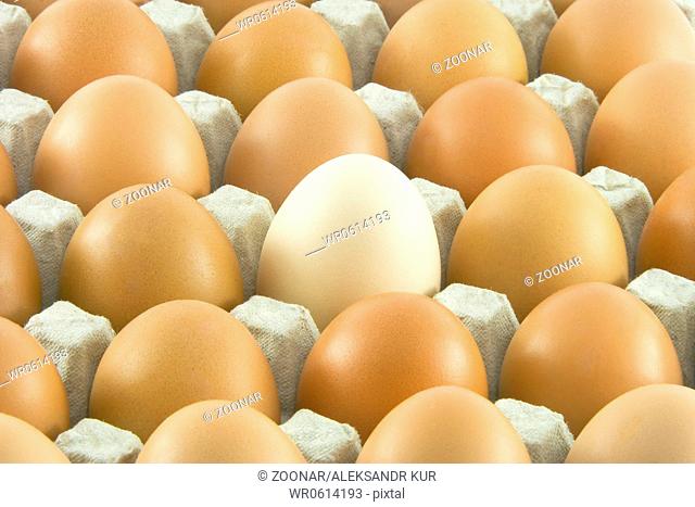 Many fresh rural eggs packed into cardboard container