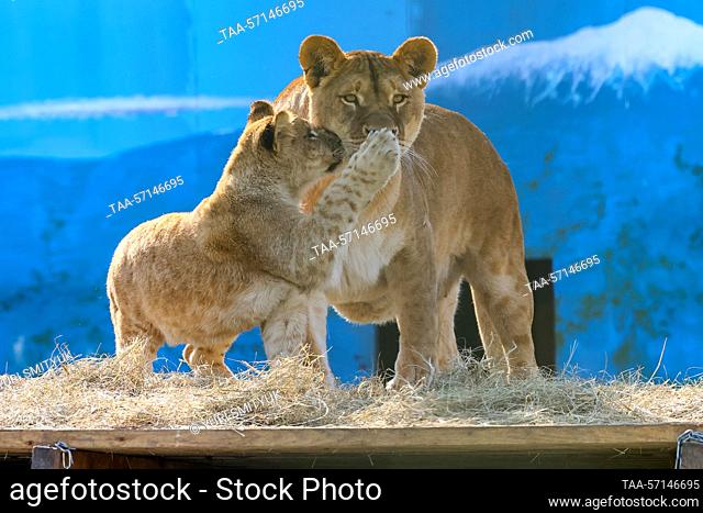 RUSSIA, VLADIVOSTOK - FEBRUARY 2, 2023: An African lioness and her cub live at Sadgorod Zoo. Three cubs born to a family of Bonifatsiy, 15